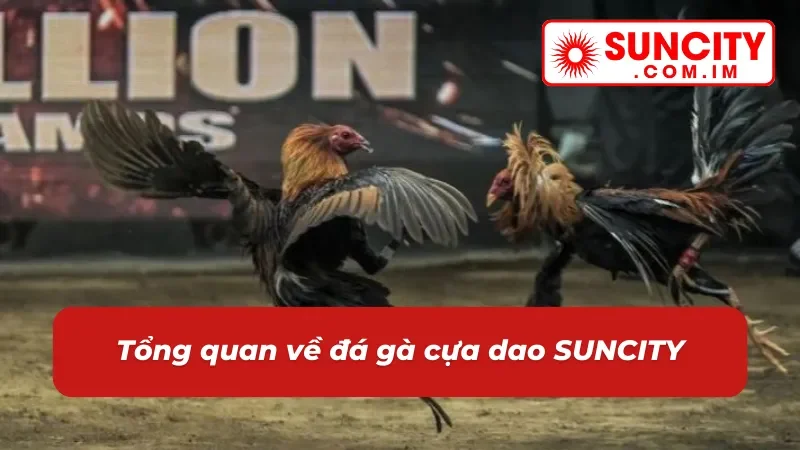 Đá Gà Cựa Dao - Địa Điểm Cá Cược Chọi Gà Đặc Sắc Tại SUNCITY 2 Giới thiệu đá gà cựa dao SUNCITY