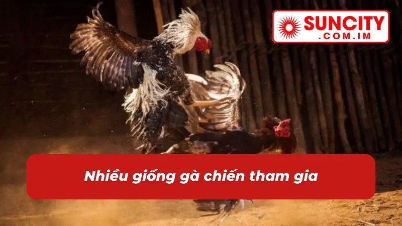 Đá Gà Cựa Dao - Địa Điểm Cá Cược Chọi Gà Đặc Sắc Tại SUNCITY 4 Đa dạng gà đá cựa dao SUNCITY