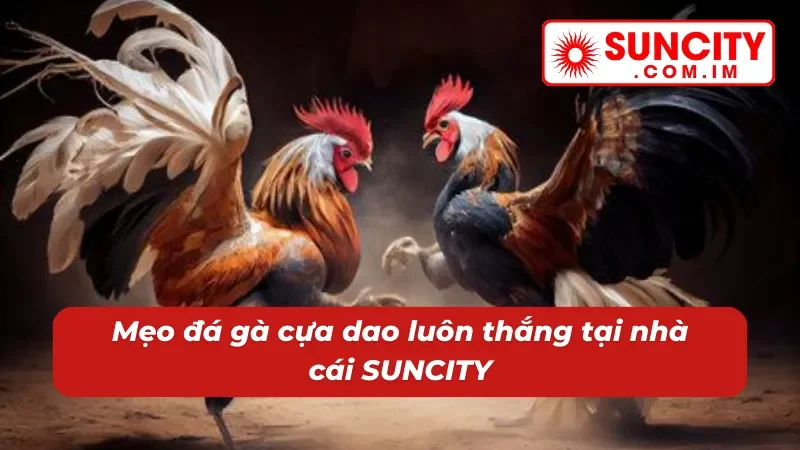 Đá Gà Cựa Dao - Địa Điểm Cá Cược Chọi Gà Đặc Sắc Tại SUNCITY 5 Mẹo đá gà cựa dao SUNCITY luôn thắng