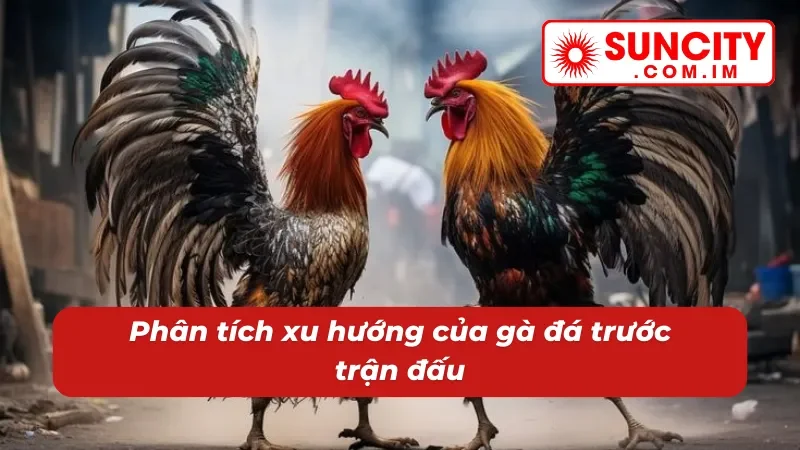 Đá Gà Cựa Dao - Địa Điểm Cá Cược Chọi Gà Đặc Sắc Tại SUNCITY 6 Chơi đá gà cựa dao SUNCITY dễ dàng thắng hơn