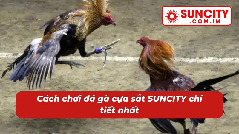 Đá Gà Cựa Sắt - Cách Chơi Đặc Sắc Với Phần Thưởng Khủng Tại SUNCITY 2 Tổng quan về đá gà cựa sắt SUNCITY