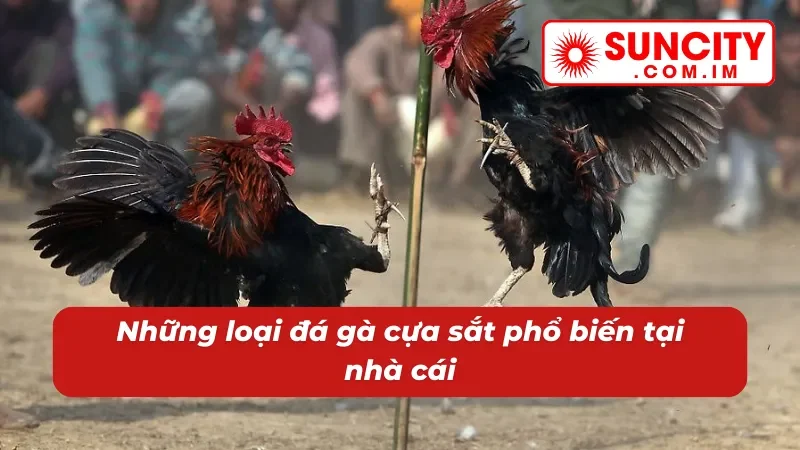 Đá Gà Cựa Sắt - Cách Chơi Đặc Sắc Với Phần Thưởng Khủng Tại SUNCITY 3 Thể loại đá gà cựa sắt SUNCITY đặc sắc