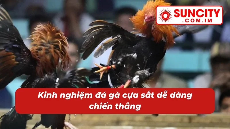 Đá Gà Cựa Sắt - Cách Chơi Đặc Sắc Với Phần Thưởng Khủng Tại SUNCITY 4 Cách đá gà cựa sắt SUNCITY luôn thắng