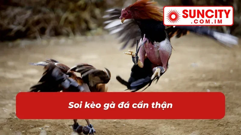 Đá Gà Cựa Sắt - Cách Chơi Đặc Sắc Với Phần Thưởng Khủng Tại SUNCITY 5 Cách chơi đá gà cựa sắt SUNCITY dễ dàng hơn