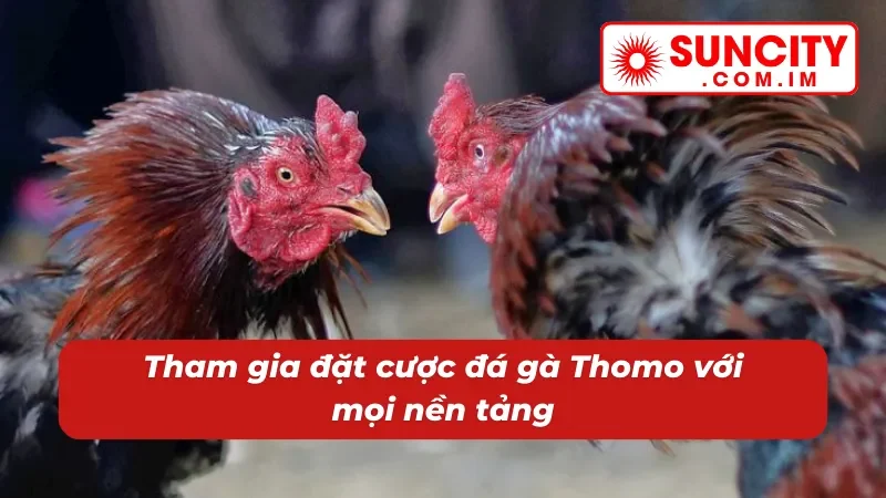 Đá Gà Thomo Uy Tín Bậc Nhất SUNCITY Dành Cho Newbie 4 Đá gà Thomo tham gia mọi lúc mọi nơi